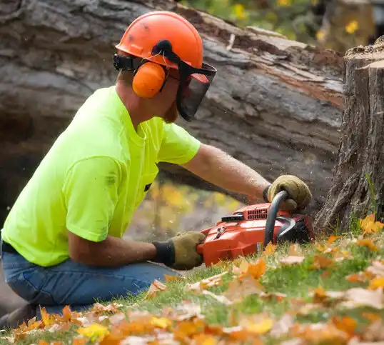 tree services Peck